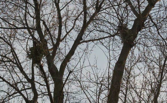 Dreys in a silver maple