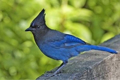 Steller's jay
