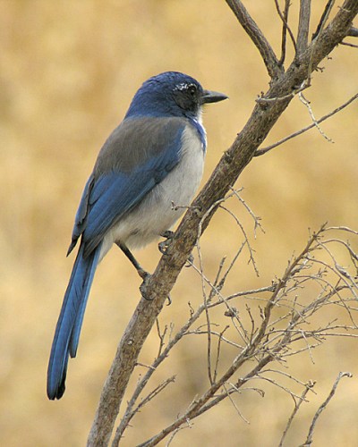 western scrub jay