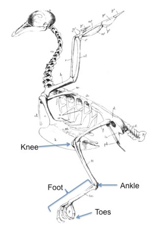 bird skeleton