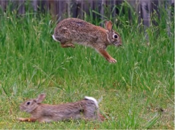 cottontail courtship