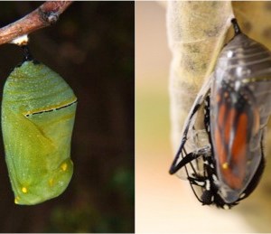 monarch chrysalis