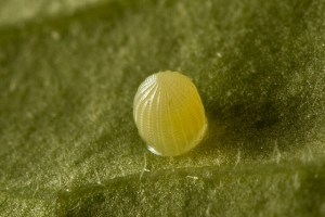 monarch egg