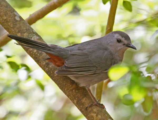 gray catbird