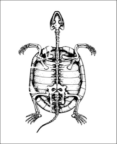 turtle skeleton