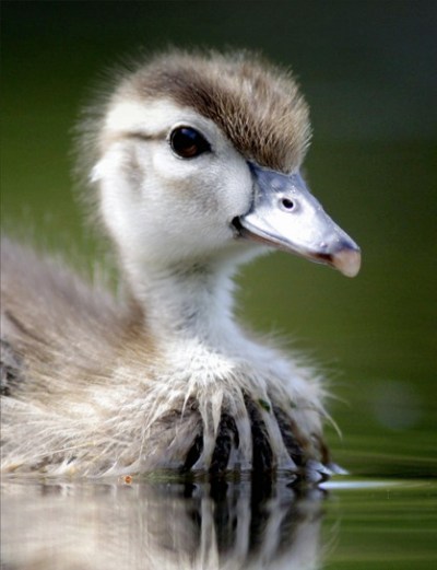 wood duckling