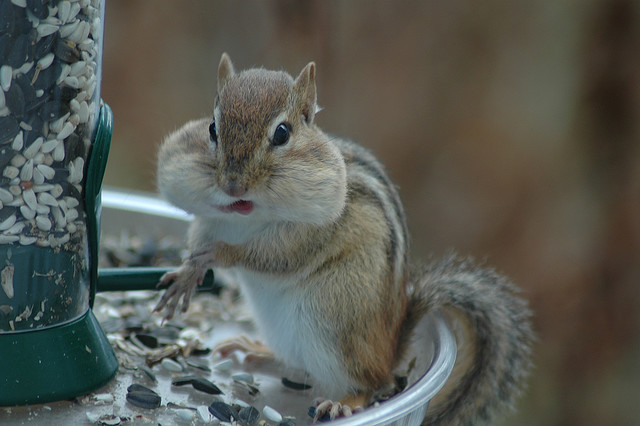 chipmunk on a bird feeder