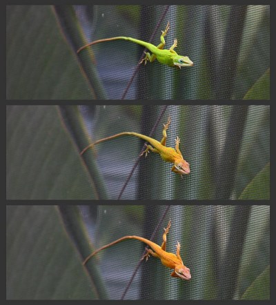green anole changing color