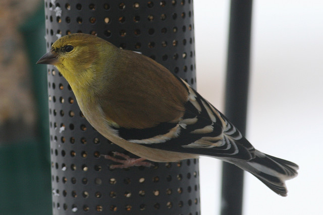 female american goldfinch