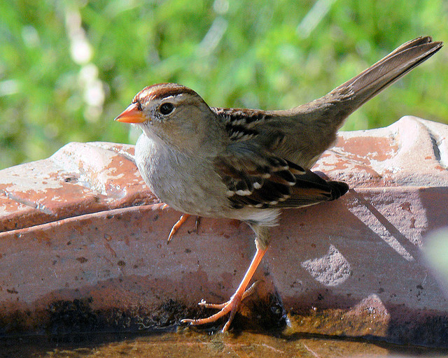 white-crowned sparrow