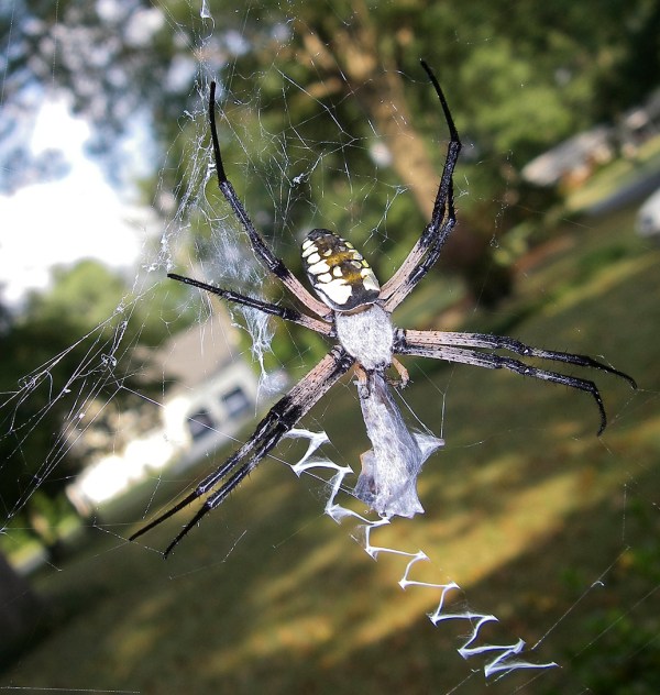 writing spider with prey, Alan Howell © 2011 used with permission