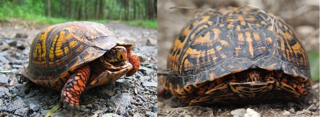eastern box turtles