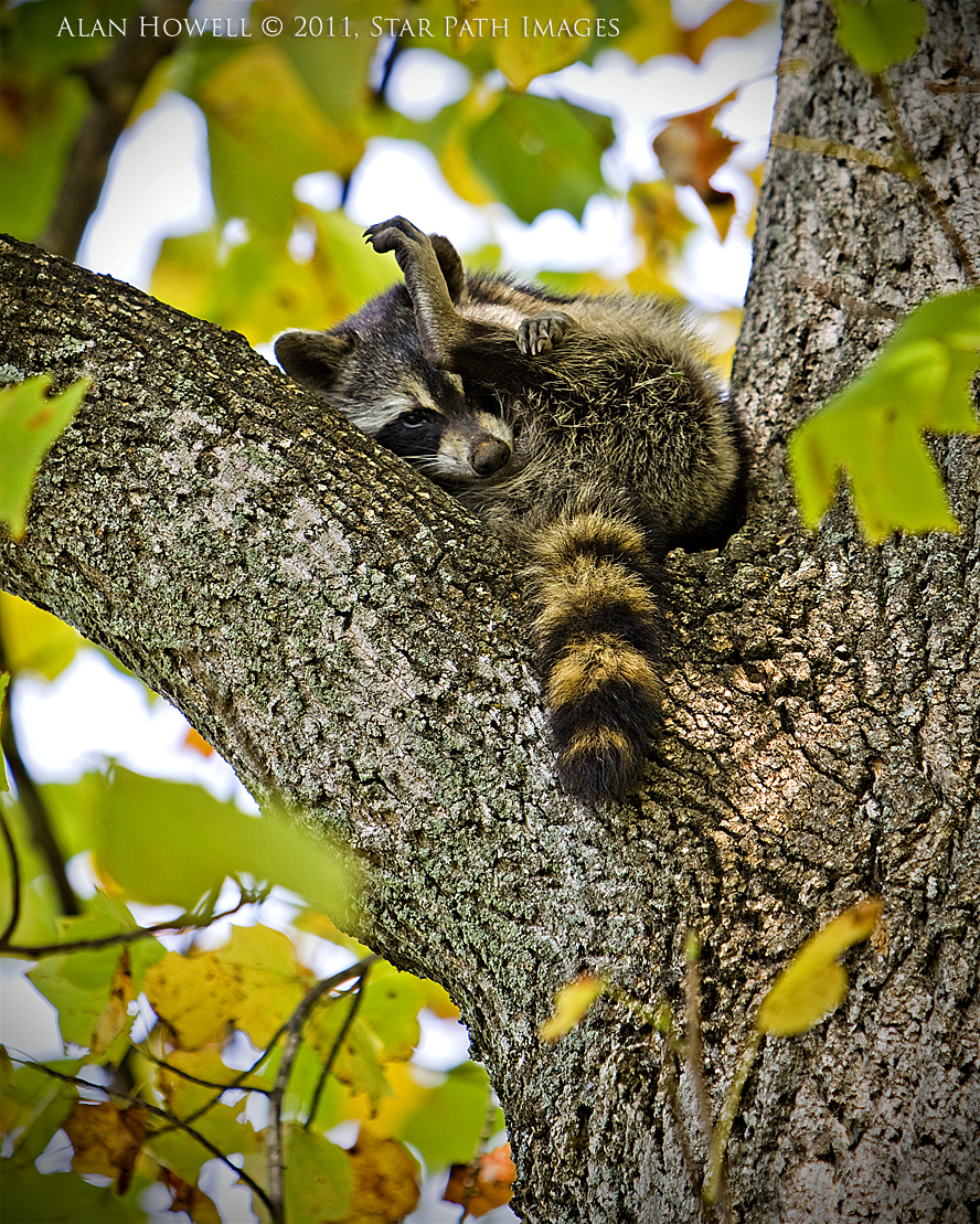 Young raccoon