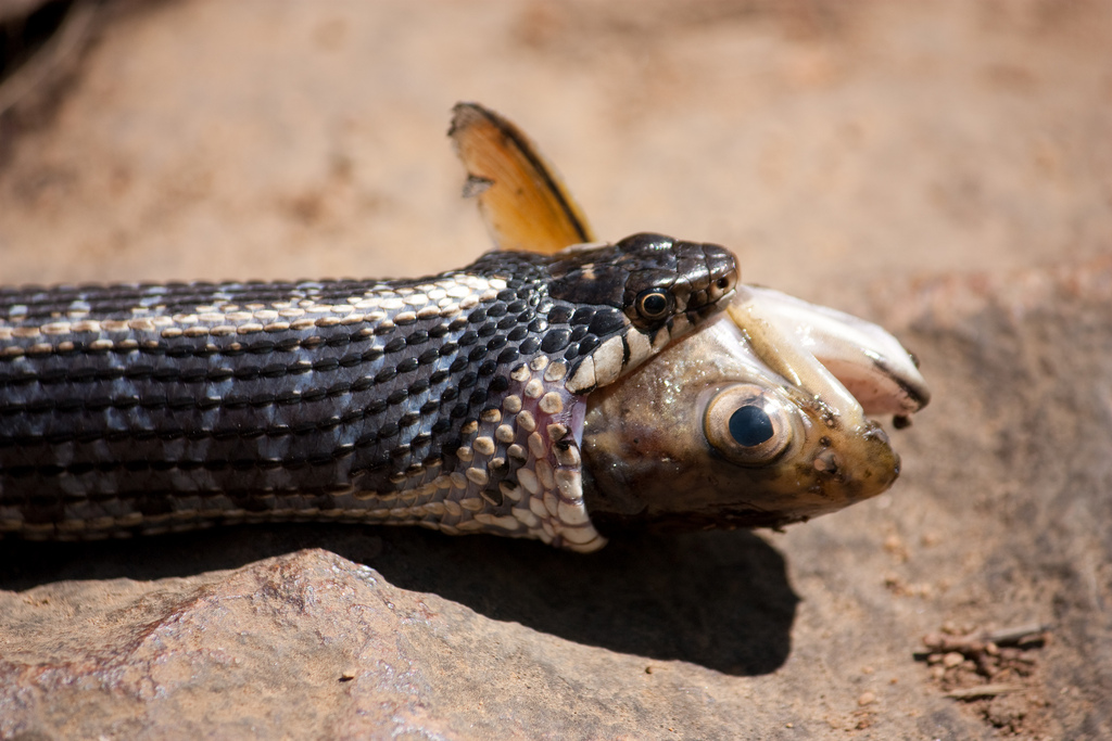 garter snake swallowing a whole fish