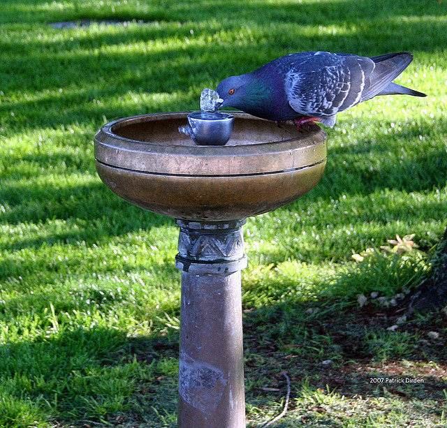 pigeon at a drinking fountain