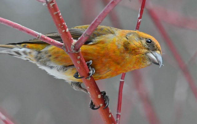 red crossbill by eugene beckes cc