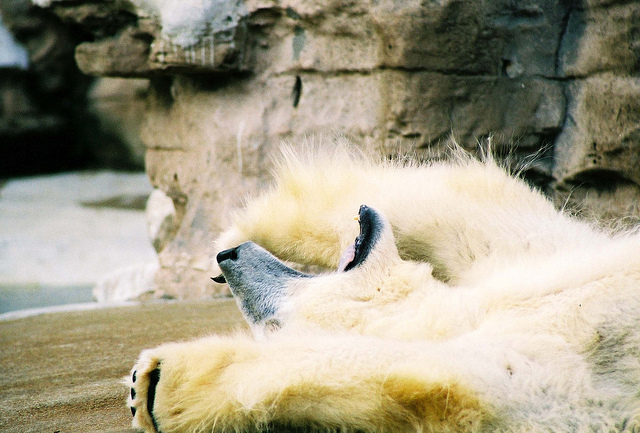 yawning polar bear by Paul Davidy cc
