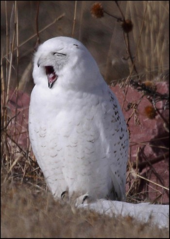 yawning snowy owl by Pat Gaines cc