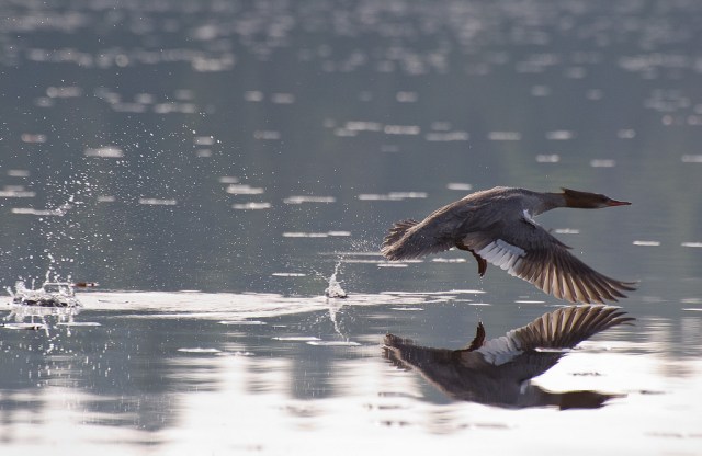 Merganser taking flight 2 (Photo: Mark Dalpe, CC license)