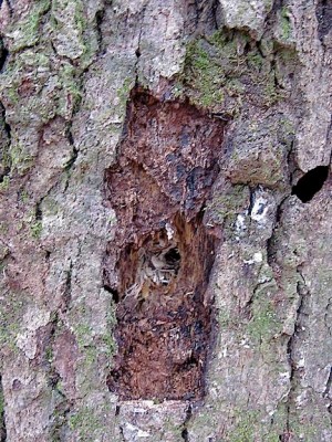pileated foraging hole by Naomi Van Tol cc