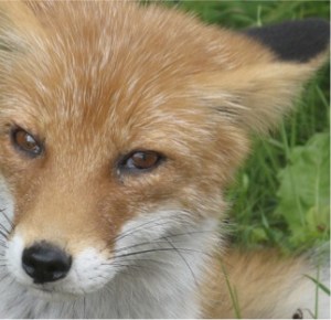 skeptical fox