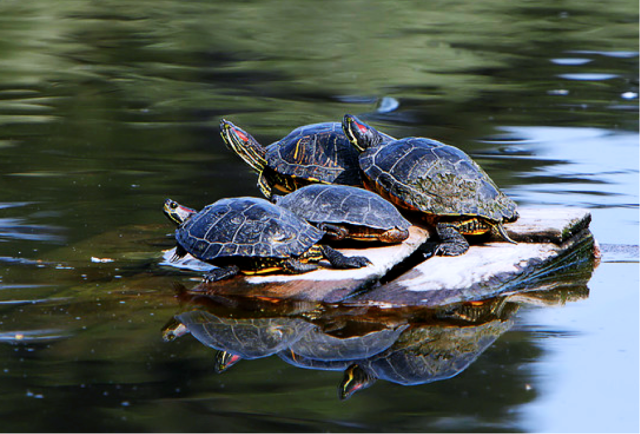 sunning r-eared sliders by Alan Vernon cc