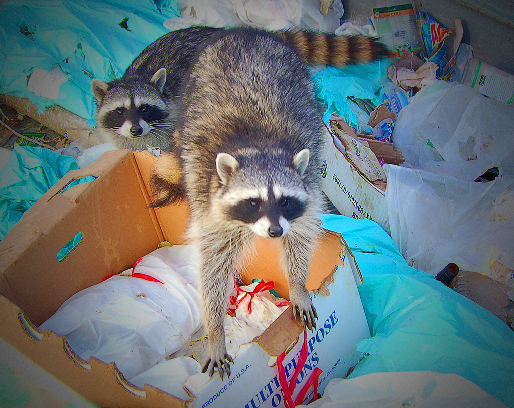 dumpster raccoons by zeetz jones cc