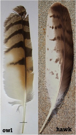 owl vs hawk feathers