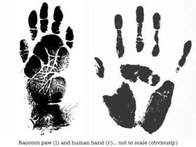 raccoon paw and human hand