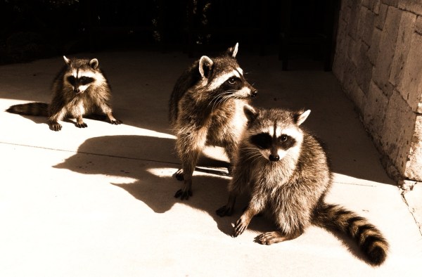 Raccoons by John Biehler, Creative Commons license