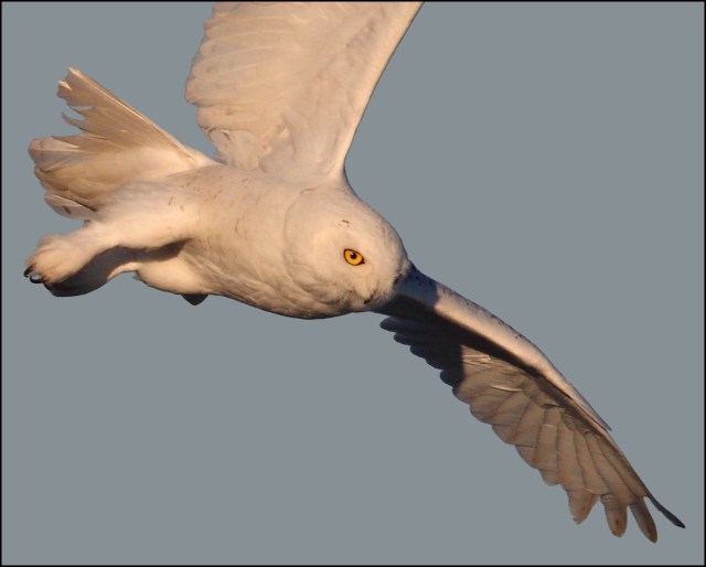 snowy owl in flight by pat gaines cc