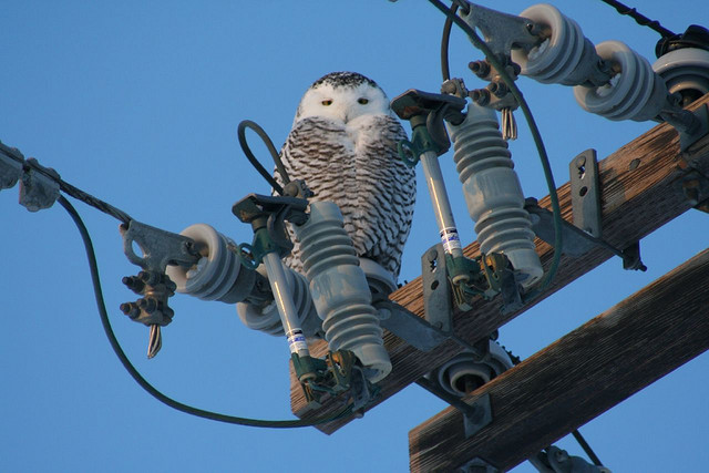 snowy owl on a telephone pole (Photo: Todd Radenbaugh, Creative Commons license)
