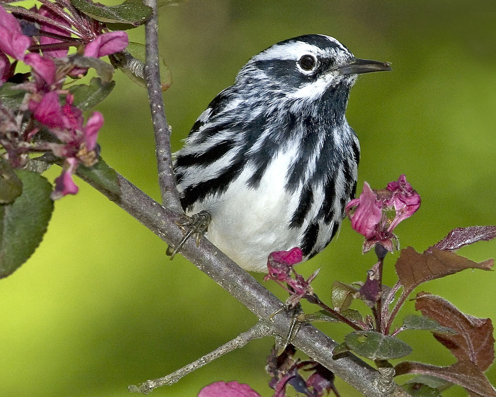 black-and-white warbler (Photo: Friends of Mount Auburn, Creative Commons license)