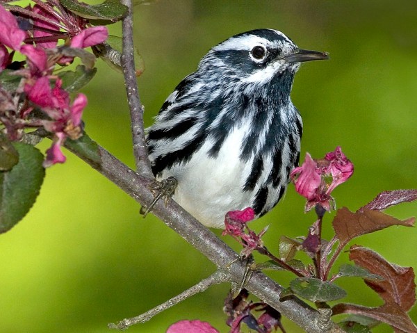 black-and-white warbler (Photo: Friends of Mount Auburn, Creative Commons license)