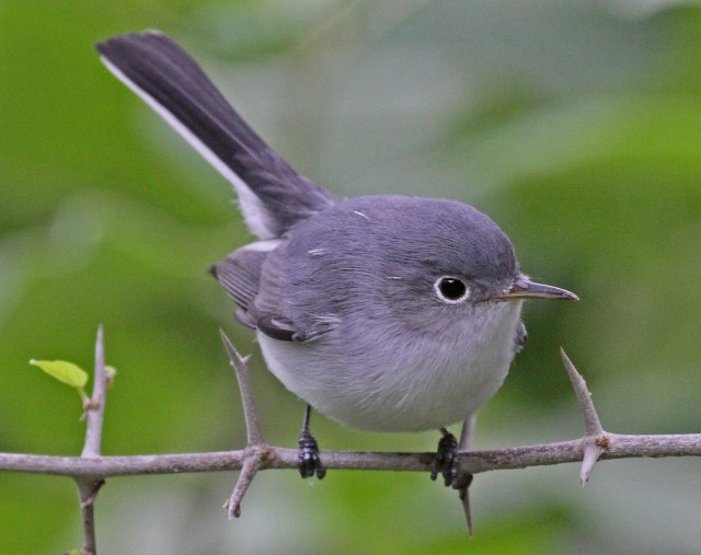 blue-gray gnatcatcher (Photo: Jerry Oldenettel, Creative Commons license)
