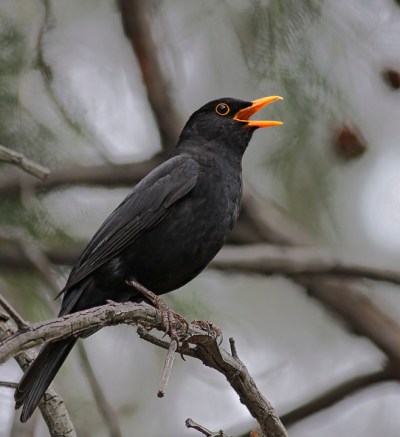 common blackbird (Photo: Oystercatcher, Creative Commons license)
