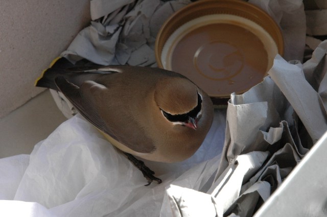 Injured waxwing (Photo: Churl Han, Creative Commons license)