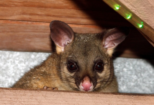 attic brushtail (Photo: play4smee, Creative Commons license)