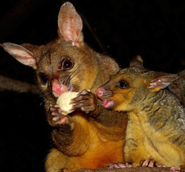 brushtail mother and child (Photo: mugley, Creative Commons license)
