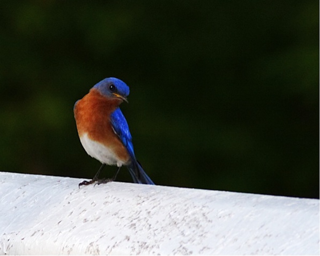 eastern-bluebird-2-by-jason-