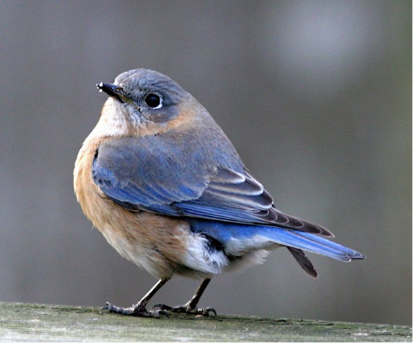 female eastern bluebird by Patrick Coin, Creative Commons license