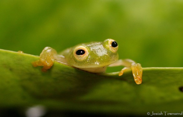 glass frog (Photo: Josiah Townsend, Creative Commons license)