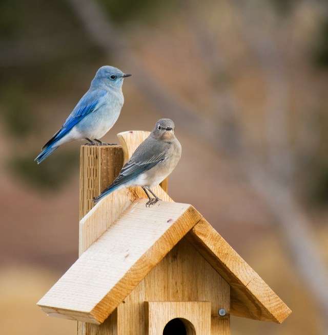 mountain bluebird pair (Photo: freeopinions, creative commons license)