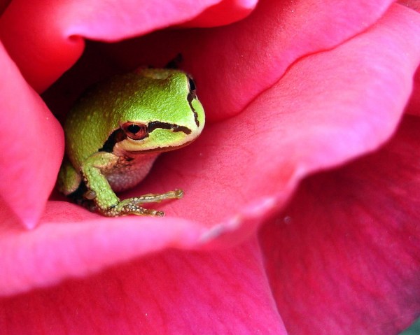 pacific tree frog (photo: jacki dougan, creative commons license)