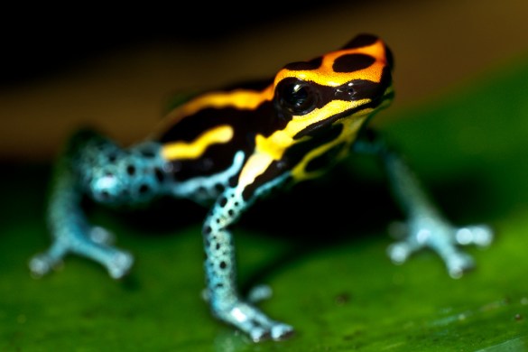 Poison Dart Frog Sitting on a Leaf (Photo: MoleSon2, Creative Commons license)