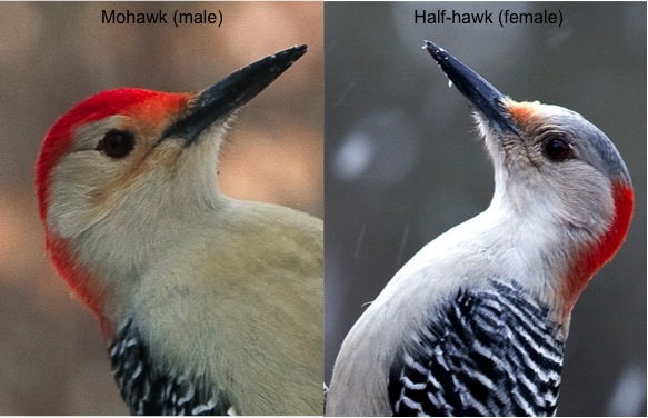 male and female RBW by Jason Paluck, Creative Commons license