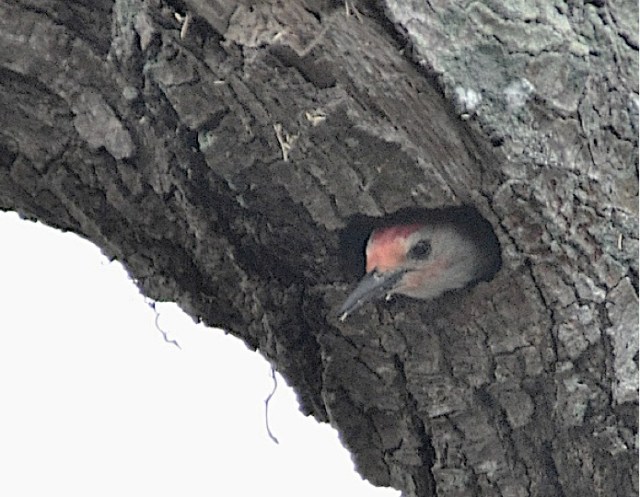 male red-bellied woodpecker in nest (Photo- Frederick Knapp, Creative Commons license)