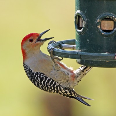 red-bellied woodpecker at feeder (Photo: ehpien, Creative Commons license)