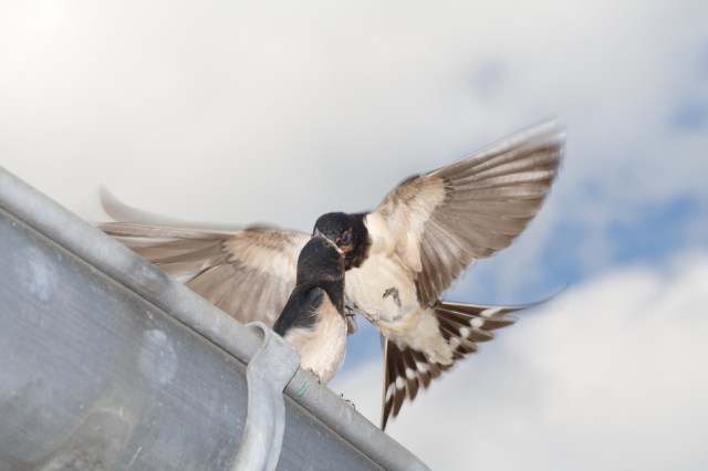next-door nature, urban wildlife, suburban wildlife, barn swallow