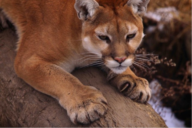 next-door nature, cougar, mountain lion, dispersal, midwest